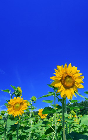 プライバシーポリシー